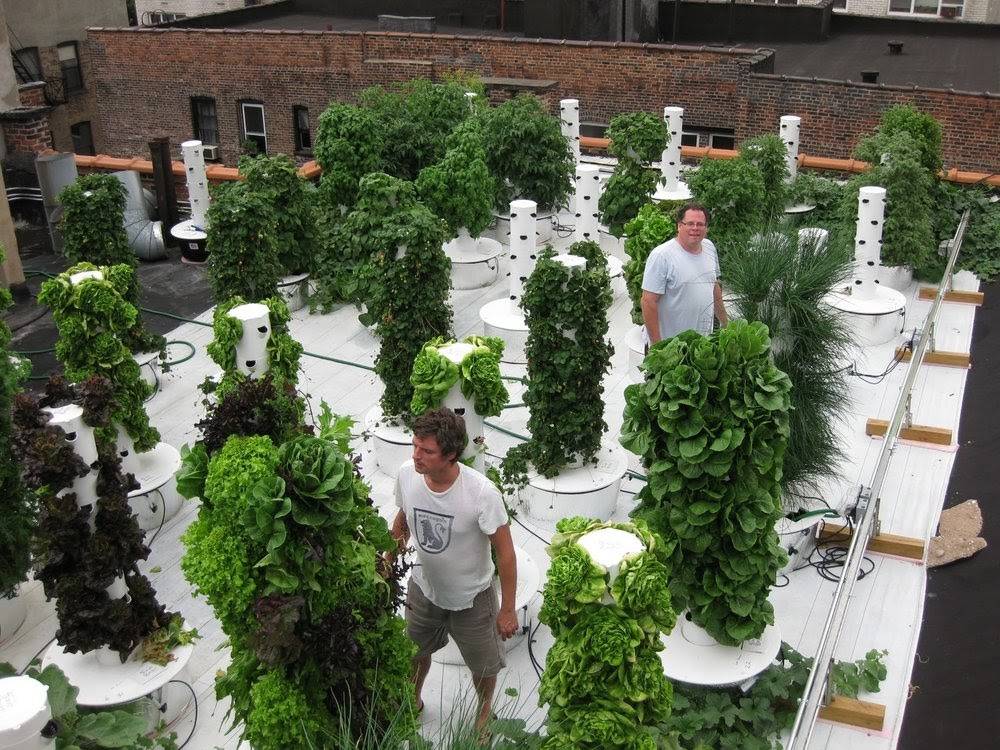 community garden