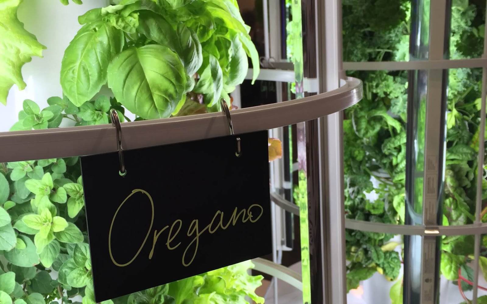 Grow Herbs with Tower Garden year round